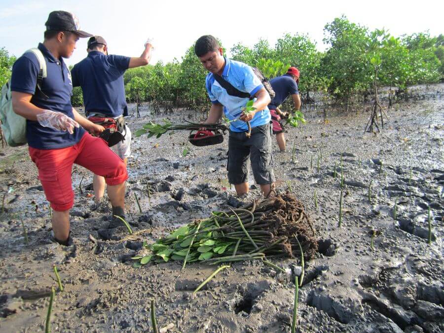 Baciwa Conducts Coastal Clean Up And Mangrove Growing Activity - Baciwa 